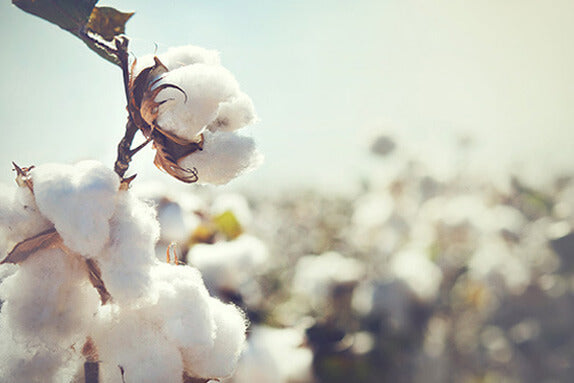 long life cotton